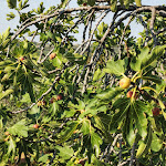 Photo n°5 de l'avis de Julia.a fait le 01/09/2019 à 11:03 sur le  Taverna Cigui à Muggia