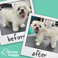 Groombuggy Mobile Dog Grooming - Photo 1 - Car repair in , Stockton