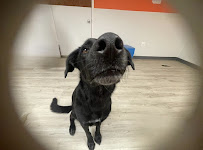 pupculture Tribeca - Photo 9 - Car repair in New York, NY, New York