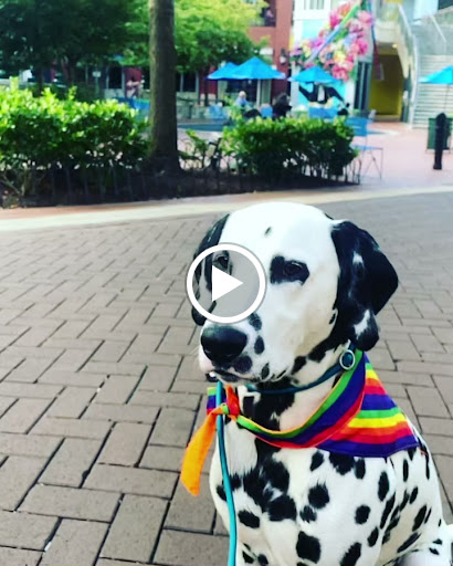 Pet Supply Store «Unleashed by Petco», reviews and photos, 8412 Georgia Ave, Silver Spring, MD 20910, USA