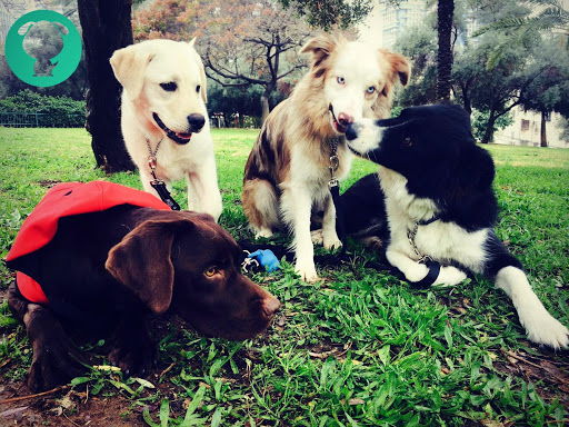 DogWalker Tel Aviv - דוגווקר תל אביב