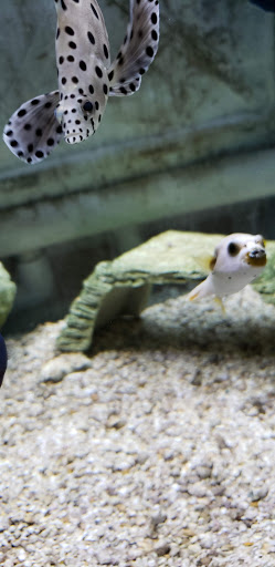 Aquarium «Aquarium World», reviews and photos, 13157 Northwest Fwy, Houston, TX 77040, USA