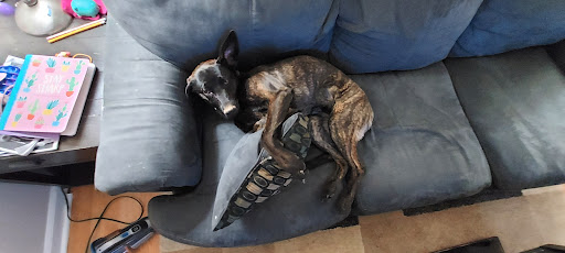 Pet Supply Store «PetSmart», reviews and photos, 3 McKenna Rd, Arden, NC 28704, USA