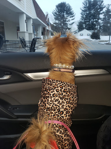 Pet Supply Store «Petco Animal Supplies», reviews and photos, 13 Welles St, Glastonbury, CT 06033, USA