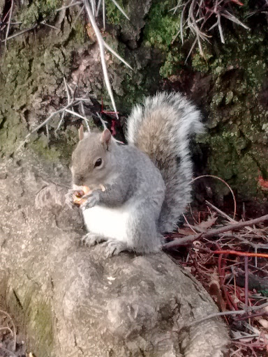 Park «Virginia Park», reviews and photos, 1878 Cross Bronx Expy, Bronx, NY 10472, USA