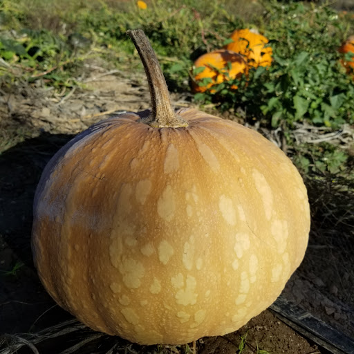 Florist «Greengable Gardens», reviews and photos, 24689 Grange Hall Rd, Philomath, OR 97370, USA