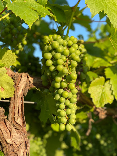 Winery «Century Farm Winery», reviews and photos, 1548 Lower Brownsville Rd, Jackson, TN 38301, USA