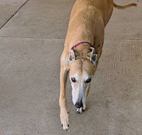 Greyt Greys Greyhounds-only B&B - Photo 9 - Car repair in Round Rock, TX, Round Rock