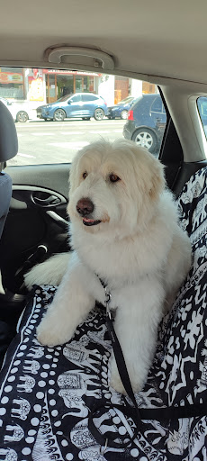 Peluqueria Canina COLMILLOS Y GARRAS - Valdemorillo