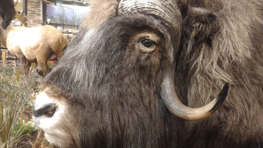 Outdoor Sports Store «Field & Stream», reviews and photos, 800 Brevard Rd #901, Asheville, NC 28806, USA