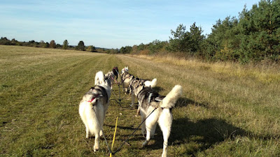 Evasion Polaire (Chiens de traineau Aube) à Mussy-sur-Seine