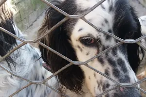 La Société Protectrice des Animaux (SPA) - Refuge de Plouhinec image