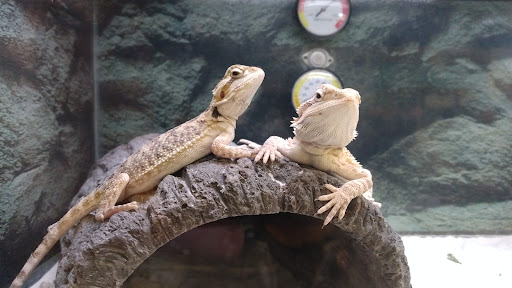 Pet Supply Store «Petco Animal Supplies», reviews and photos, 1350 S Ironton St #120, Aurora, CO 80012, USA