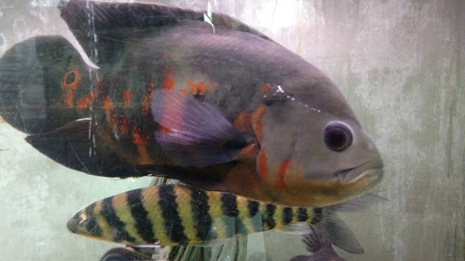 Tropical Fish Store «Tropical Treasures», reviews and photos, 2212 E Platte Ave, Colorado Springs, CO 80909, USA