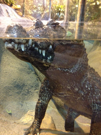 Zoo «Habitat Africa! The Forest», reviews and photos, 3300 Golf Rd, Brookfield, IL 60513, USA