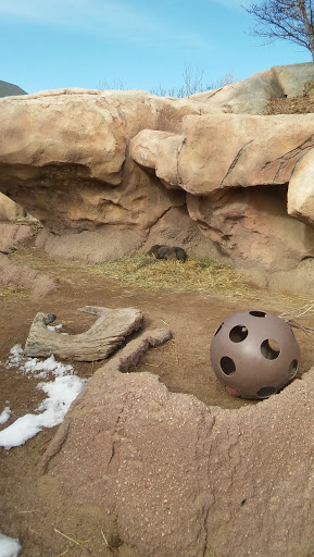 Zoo «Denver Zoo», reviews and photos, 2300 Steele St, Denver, CO 80205, USA