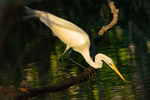 Nature Preserve «Robinson Preserve», reviews and photos, 9800 Manatee Ave W, Bradenton, FL 34209, USA