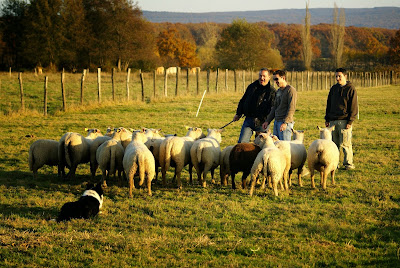 Gilles Delaye ethologue comportementaliste et éducateur canin à Saint-Rémy