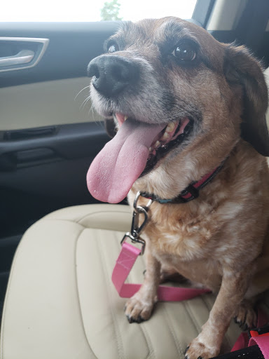 Pet Supply Store «Petco Animal Supplies», reviews and photos, 660 Chestnut Commons Dr, Elyria, OH 44035, USA