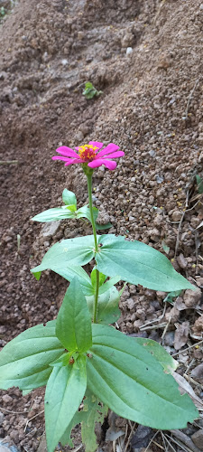 Comentarii opinii despre El jardín escondido