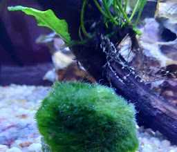 Acuario Hiroshi Galeria photo