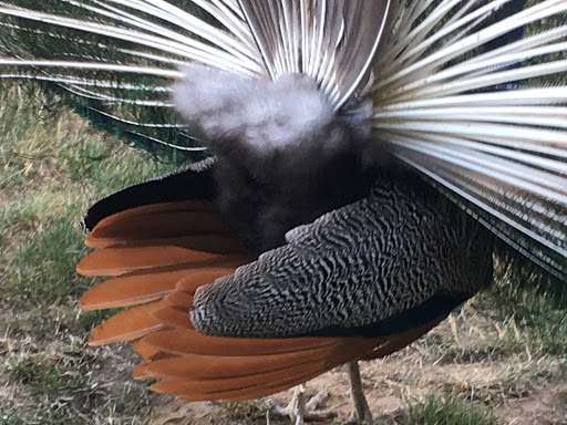 Winery «Chateau Ste. Michelle Winery», reviews and photos, 14111 NE 145th St, Woodinville, WA 98072, USA