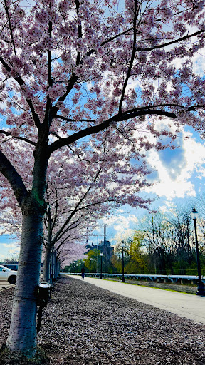 Cookie Shop «Insomnia Cookies», reviews and photos, 367 S Main St, Akron, OH 44308, USA