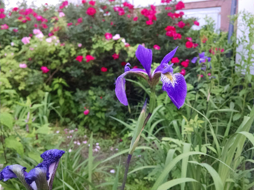 National Park «Hamilton Grange National Memorial», reviews and photos, 414 W 141st St, New York, NY 10031, USA