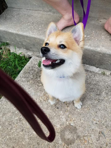 Pet Store «Charm City Puppies», reviews and photos, 8205 Snowden River Pkwy, Columbia, MD 21045, USA