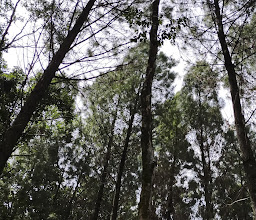 Songgon Pine Park/Rumah Pohon photo