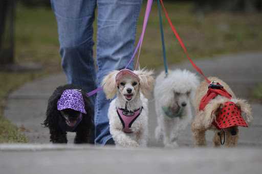 Pet Supply Store «Hobscot Pet Supply», reviews and photos, 328 E 5th Ave, Mt Dora, FL 32757, USA