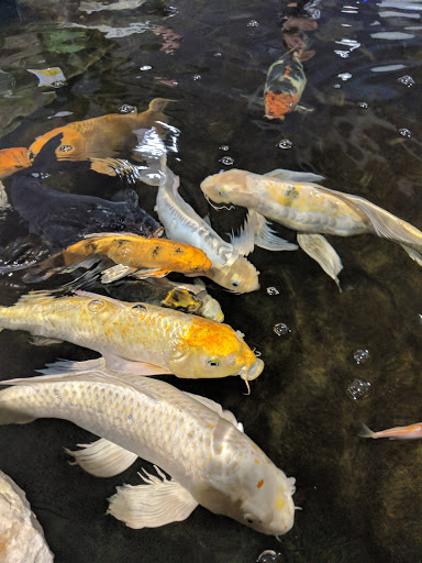 Tropical Fish Store «Aquarium Adventure Superstore», reviews and photos, 3649 Fishinger Blvd, Hilliard, OH 43026, USA