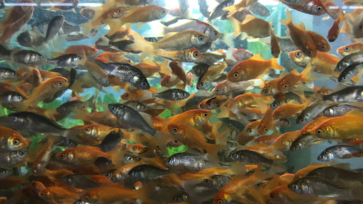 Pet Supply Store «Petco Animal Supplies», reviews and photos, 3444 S Mooney Blvd, Visalia, CA 93277, USA