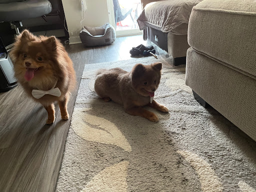 Pet Supply Store «Bubbles2biscuits», reviews and photos, 21897 S Diamond Lake Rd, Rogers, MN 55374, USA