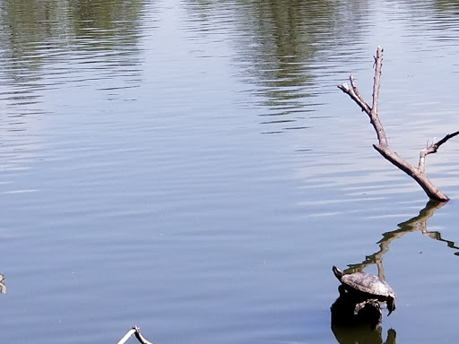 Park «Bachman Lake Park», reviews and photos, 3500 W Northwest Hwy, Dallas, TX 75220, USA