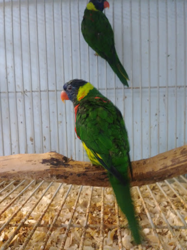 Pet Store «Animal Pet Shop Corporation», reviews and photos, 10843 SW 40th St, Miami, FL 33165, USA