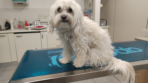 Pensioni per cani e dog hotel a Ospedale Veterinario Citt Di Bergamo