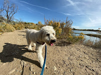 Dogs Colorado - Photo 2 - Car repair in , Lakewood