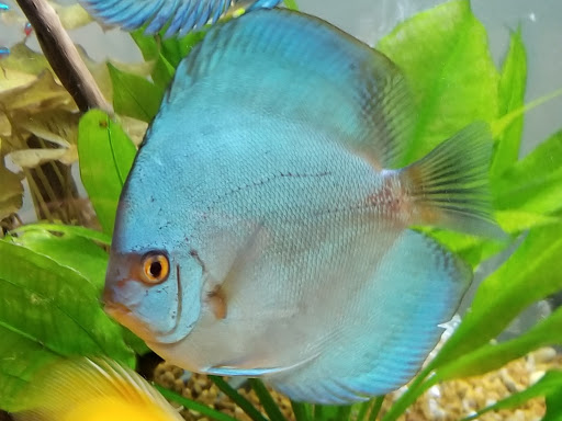 Pet Store «Pet Cove», reviews and photos, 820 E Center St, Kingsport, TN 37660, USA