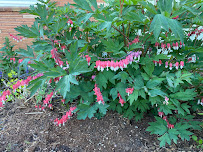 Kelli’s Garden Design - Photo 8 - Car repair in , Salem