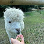 Photo n°1 de l'avis de Valentin.e fait le 08/08/2023 à 06:54 sur le  Pizzeria Ristorante Le Busatte à Nago–Torbole