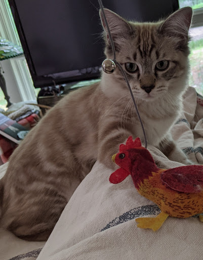 Pet Supply Store «Pet Supplies Plus», reviews and photos, 873 S Main St, Lapeer, MI 48446, USA