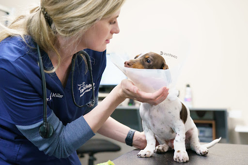 The Ridge Veterinary Clinic image