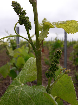 Champagne Carole Perseval à Jouy-lès-Reims