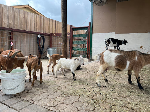 Non-Profit Organization «Big Cat Habitat & Gulf Coast Sanctuary», reviews and photos, 7101 Palmer Blvd, Sarasota, FL 34240, USA