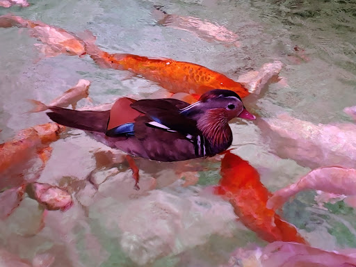 Aquarium «SeaQuest Interactive Aquarium Las Vegas», reviews and photos, 3528 S Maryland Pkwy #340, Las Vegas, NV 89169, USA