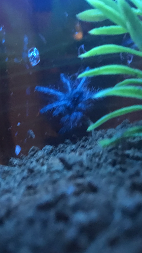 Reptile Store «Reptile Pets Direct», reviews and photos, 8088 Pat Booker Rd, Live Oak, TX 78233, USA