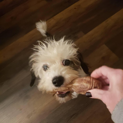 Pet Supply Store «City Dogs Grocery», reviews and photos, 884 Massachusetts Ave, Indianapolis, IN 46204, USA