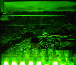 Testarossa Bar de Culto photo