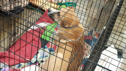 Pet Supply Store «PetSmart», reviews and photos, 11400 Financial Centre Pkwy, Little Rock, AR 72211, USA